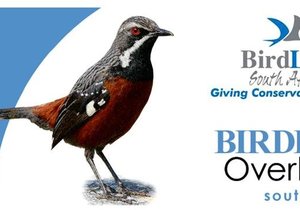 Flight for Birders course